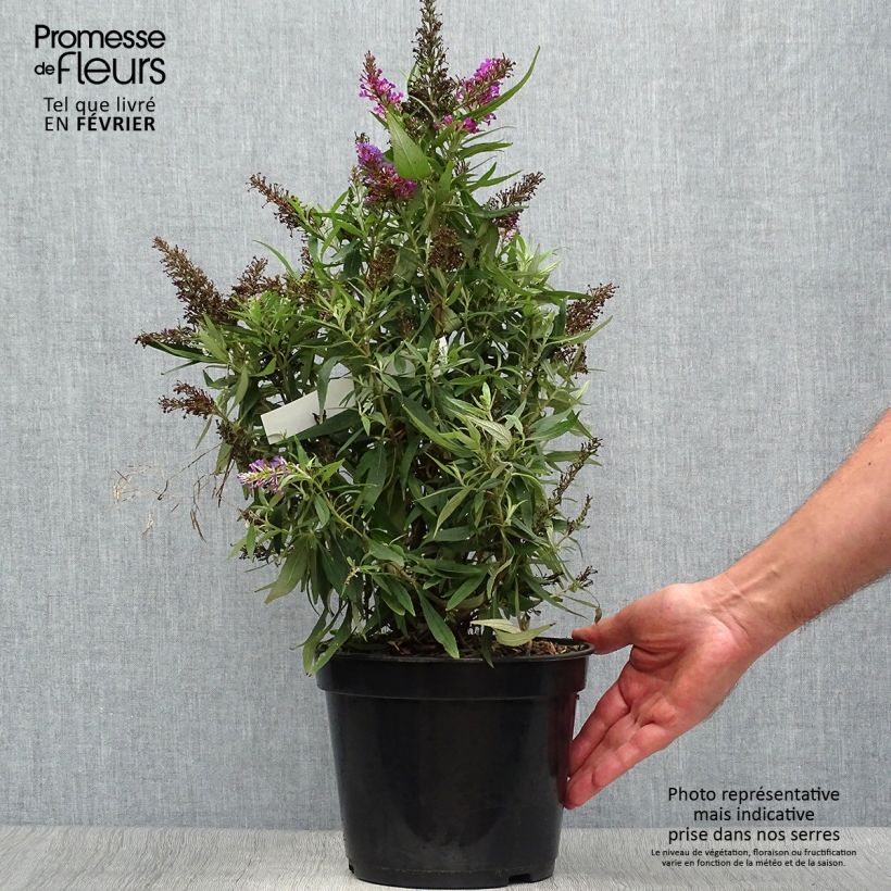 Spécimen de Buddleia davidii Butterfly Tower - Arbre aux papillons Pot de 2L/3L tel que livré en automne