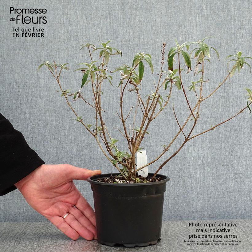 Spécimen de Buddleia davidii White Profusion en pot 1.3L - Arbre aux papillons tel que livré en hiver