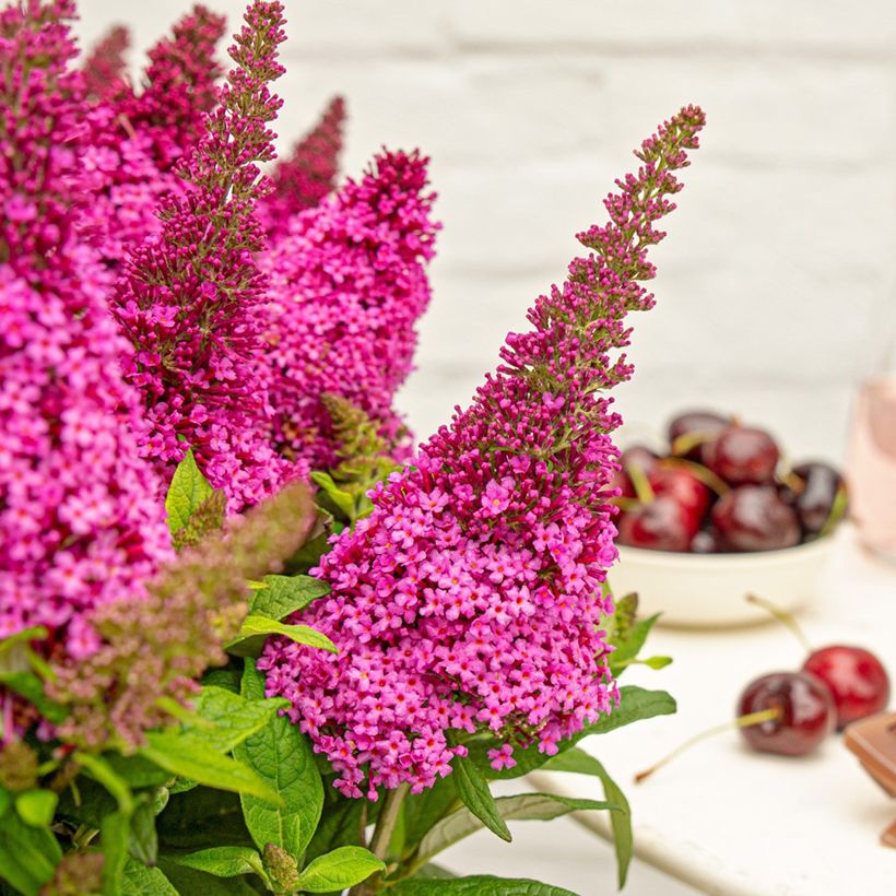 Buddleja Butterfly Candy Little Cerise - Arbre aux papillons nain (Floraison)