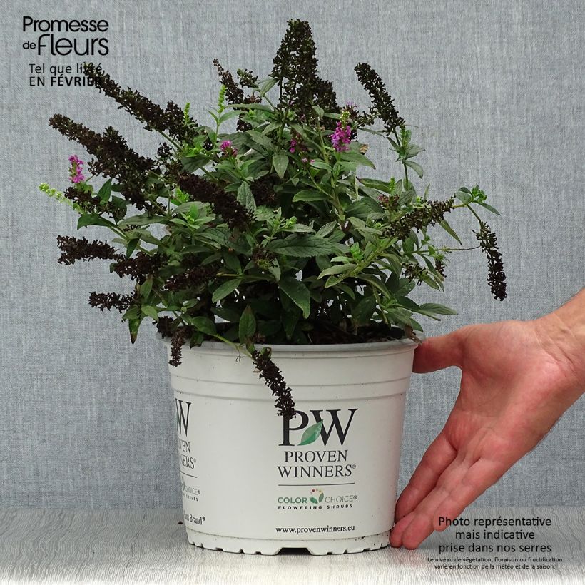 Spécimen de Buddleja Pink Micro Chip - Arbre aux papillons nain Pot de 3L/4L tel que livré en automne