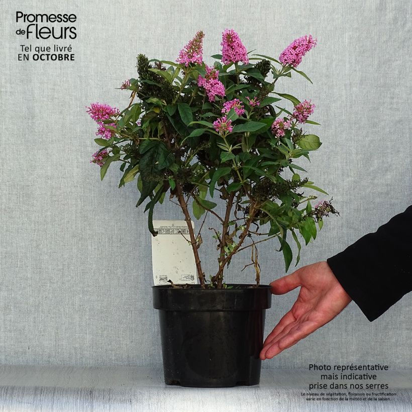 Spécimen de Buddleja davidii Butterfly Candy Little Pink - Arbre aux papillons nain Pot de 3L/4L tel que livré en automne