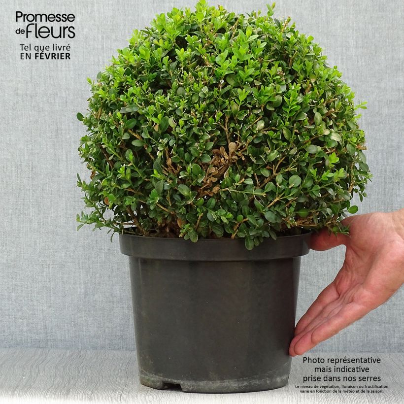 Spécimen de Buis - Buxus microphylla Faulkner en boule Pot de 7.5/10L tel que livré en automne