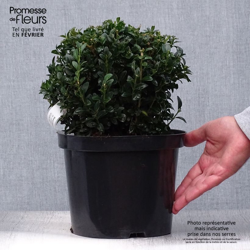 Spécimen de Buis boule - Buxus sempervirens diamètre 15/20cm tel que livré en automne