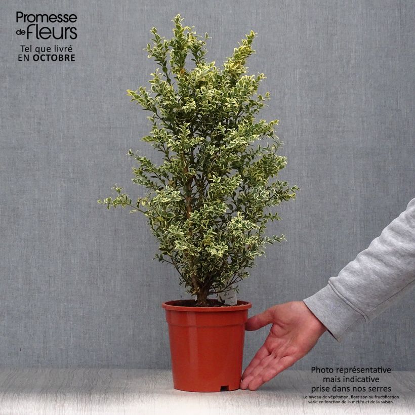 Spécimen de Buis commun panaché - Buxus sempervirens Elegans Pot de 2L/3L tel que livré en automne