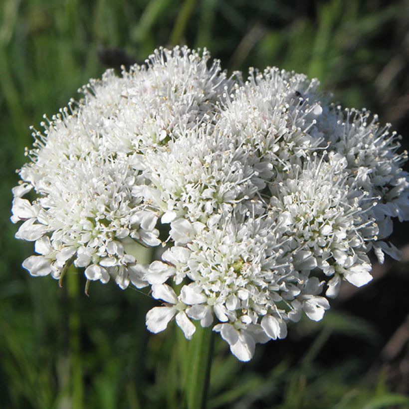 Chataigne de terre - Bunium bulbocastanum (Floraison)