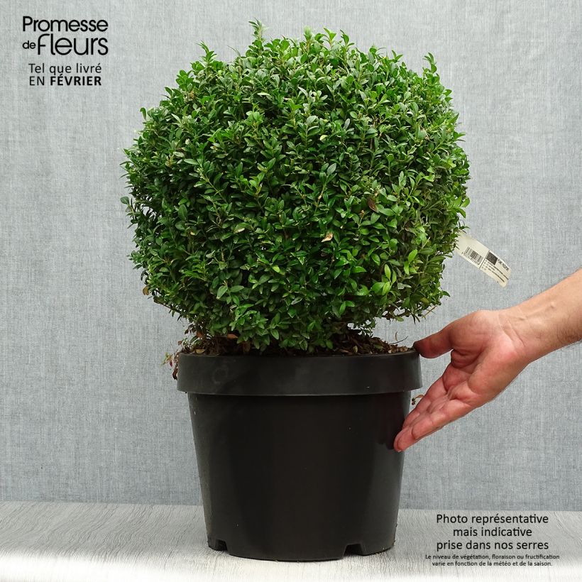 Spécimen de Buxus sempervirens Arborescens - Buis commun Pot de 7,5L/10L tel que livré en automne