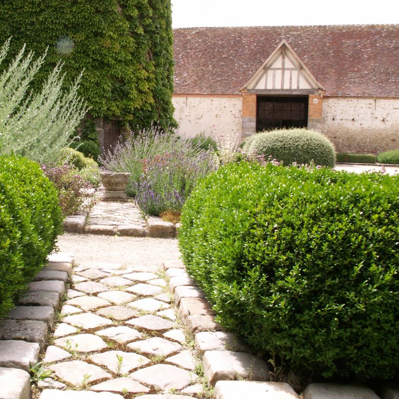 Buxus sempervirens Arborescens - Buis commun (Port)