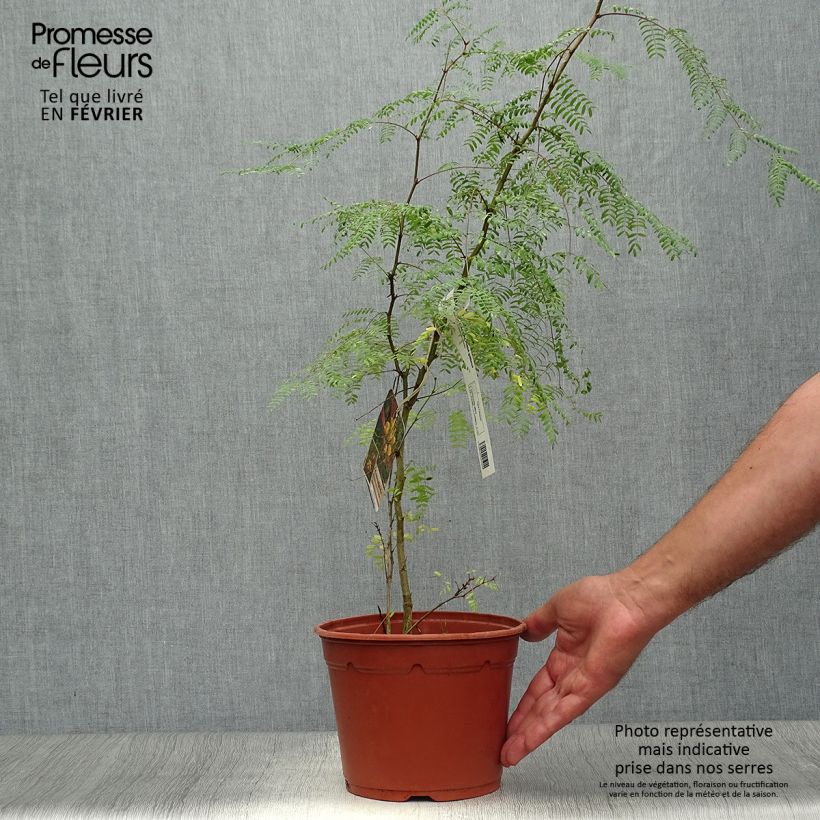 Spécimen de Caesalpinia gilliesii - Petit flamboyant Pot de 2L/3L tel que livré en automne