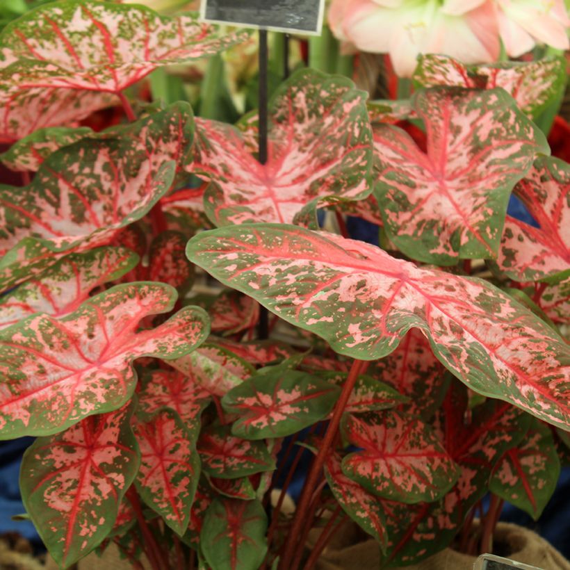 Caladium Carolyn Whorton (Port)