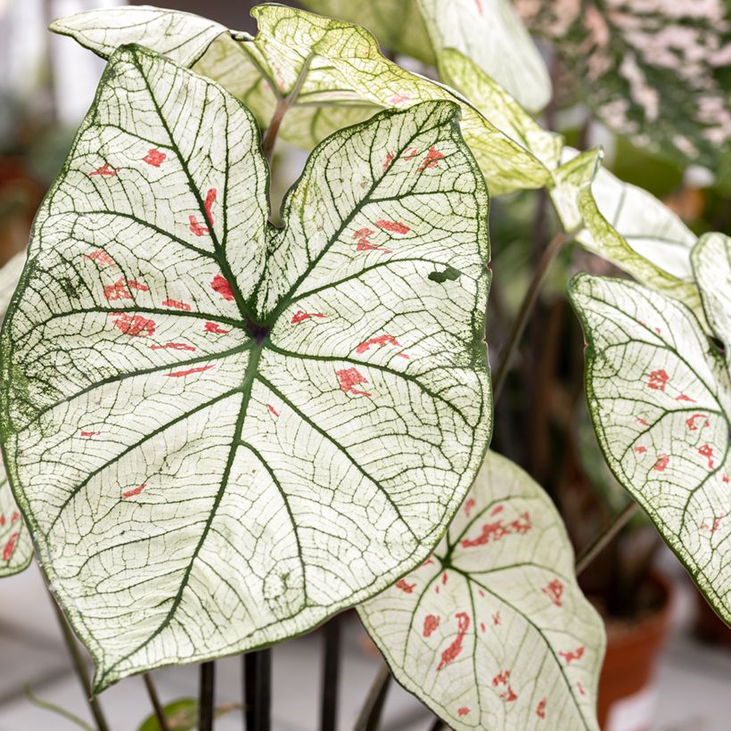 Caladium Strawberry Star (Feuillage)