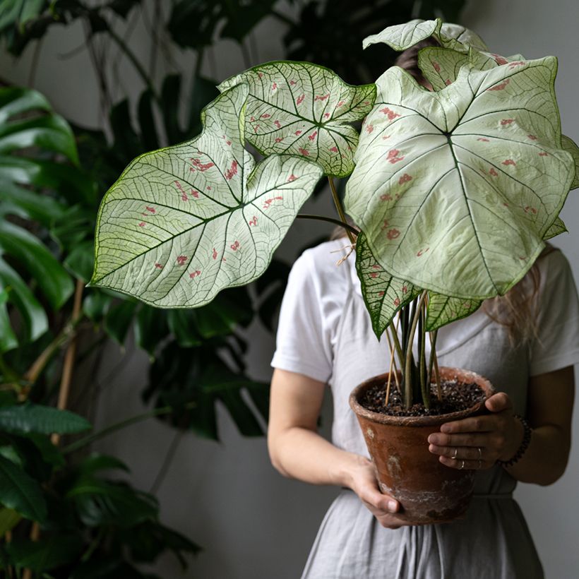 Caladium Strawberry Star (Port)