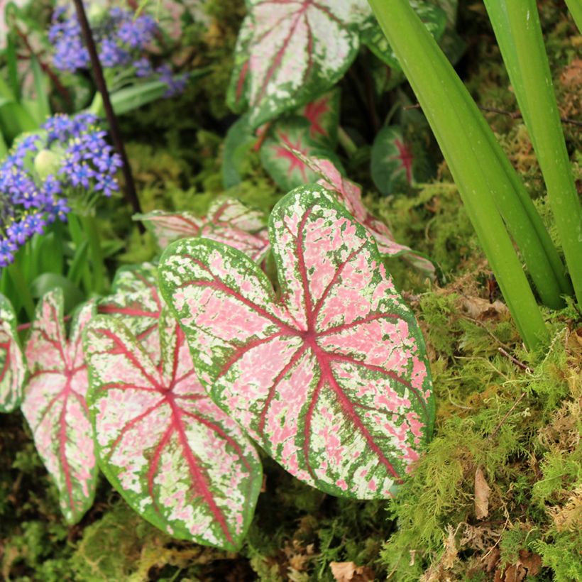 Caladium Tapestry (Port)