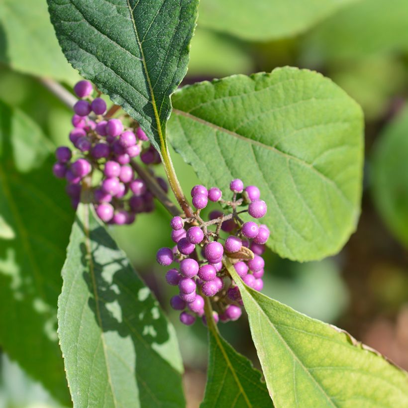 Callicarpa bodinieri Imperial Pearl (Feuillage)