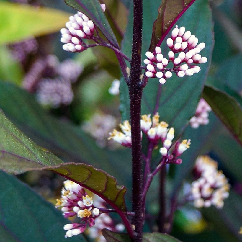 Callicarpa bodinieri Pearl Glam (Floraison)