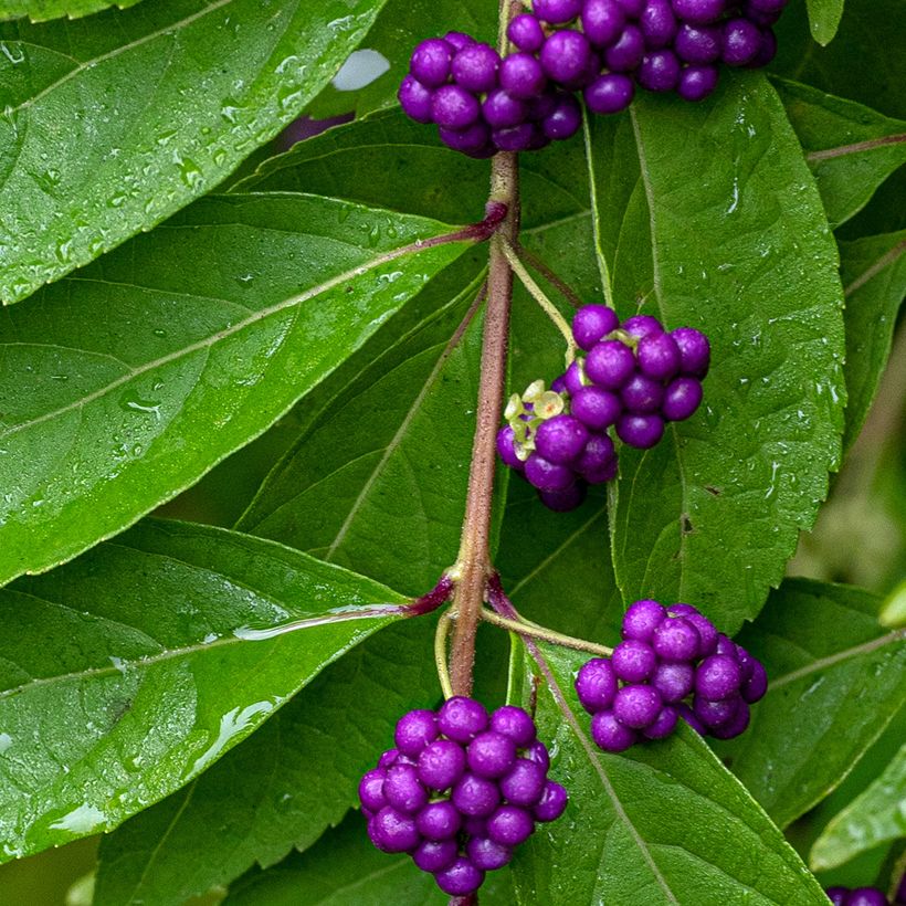 Callicarpa dichotoma - Arbuste aux bonbons (Récolte)