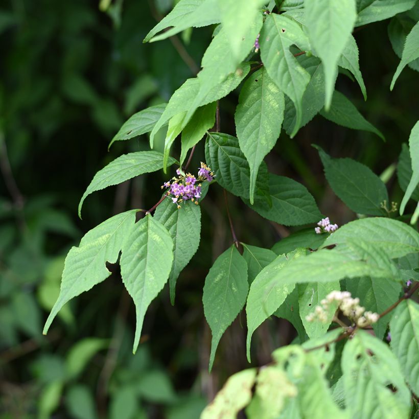 Callicarpa japonica - Arbuste aux bonbons du Japon (Feuillage)