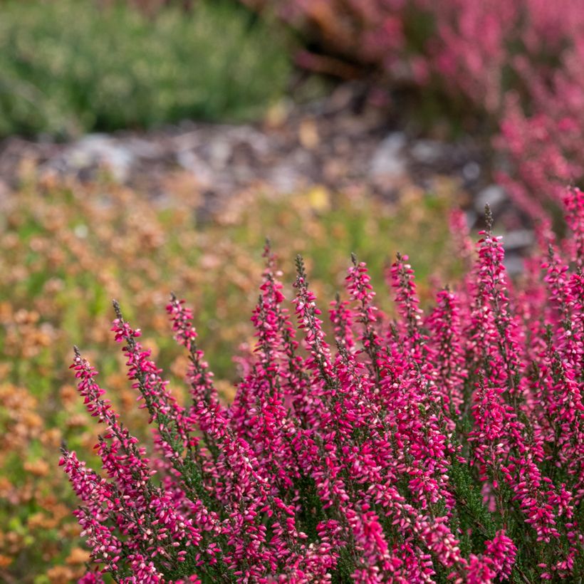 Bruyère d'été - Calluna Garden Girls Athene (Port)