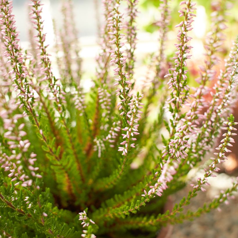 Bruyère d'été - Calluna Garden Girls Rosita (Floraison)