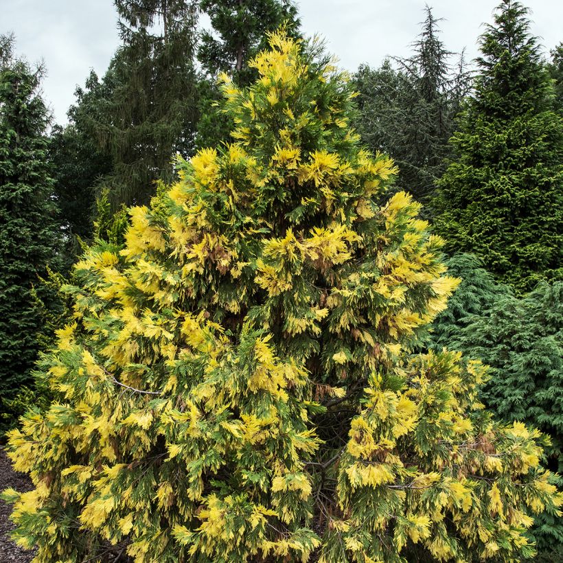 Calocedrus decurrens Aureovariegata - Cèdre blanc de Californie (Port)