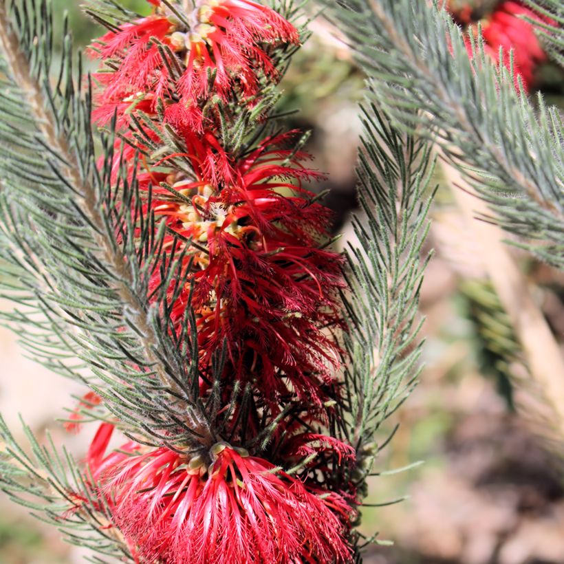 Calothamnus quadrifidus Grey Form (= Grey Leaf)  (Floraison)