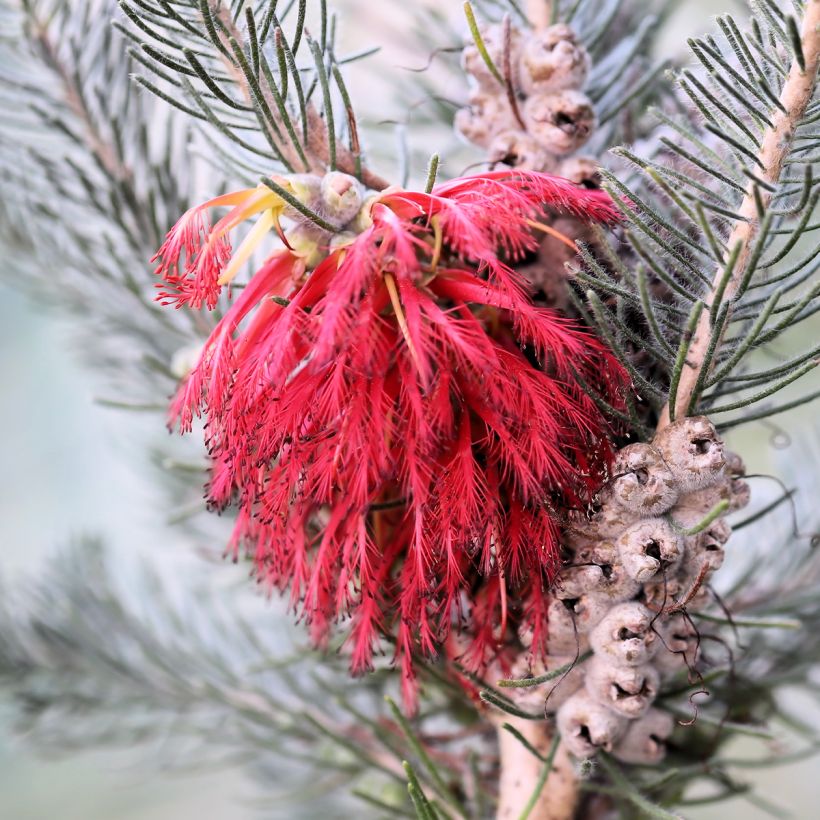 Calothamnus quadrifidus Grey Form (= Grey Leaf)  (Floraison)