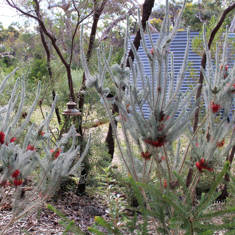 Calothamnus quadrifidus Grey Form (= Grey Leaf)  (Port)