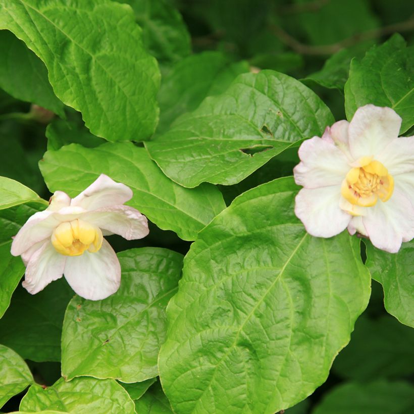 Calycanthus chinensis - Arbre aux anémones (Feuillage)