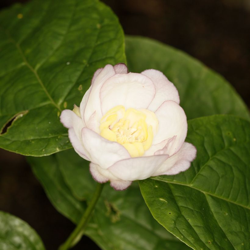 Calycanthus chinensis - Arbre aux anémones (Floraison)