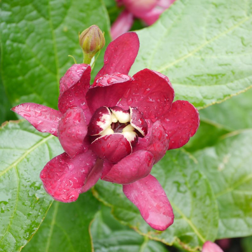 Calycanthus raulstonii Aphrodite - Arbre aux anémones. (Floraison)