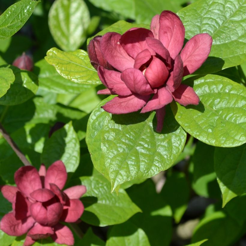 Calycanthus raulstonii Hartlage Wine - Arbre aux anémones (Floraison)