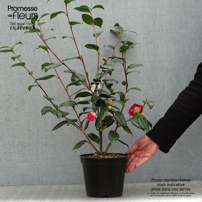 Spécimen de Camélia Adolphe Audusson - Camellia japonica Pot de 4L/5L tel que livré en hiver