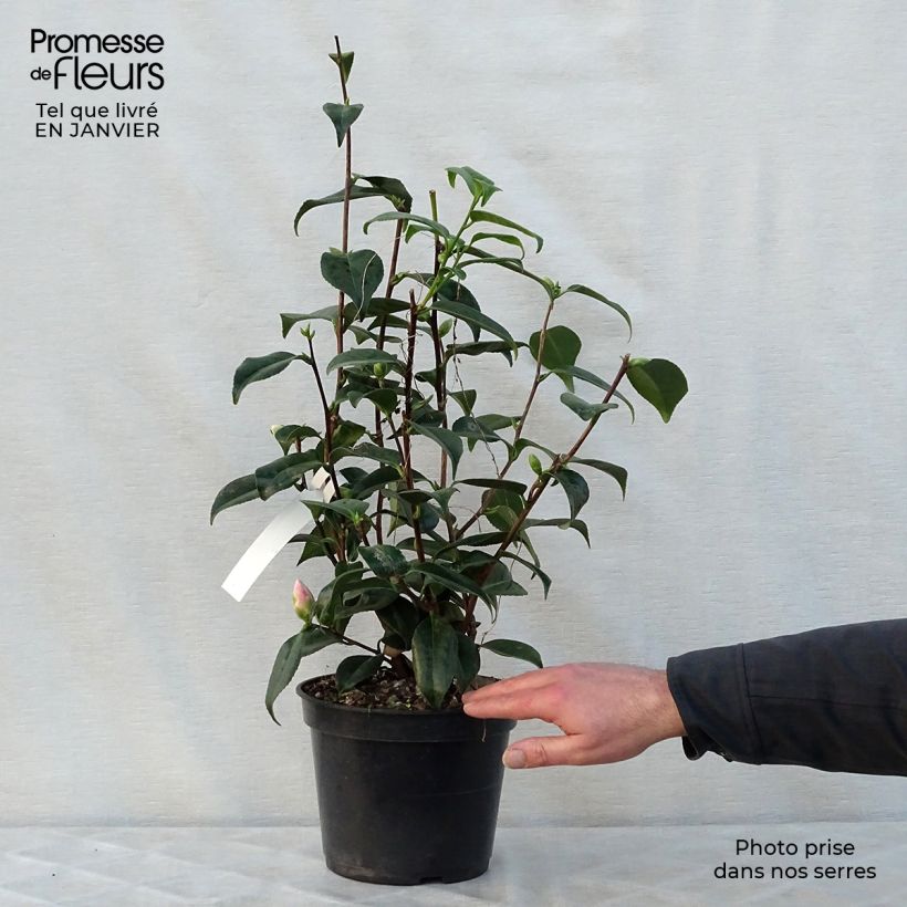 Spécimen de Camélia Hagoromo - Camellia japonica Pot de 4L/5L tel que livré en hiver