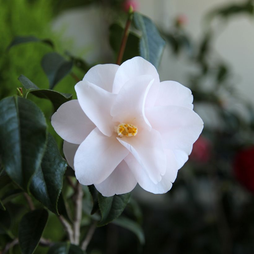 Camélia Hagoromo - Camellia japonica (Floraison)