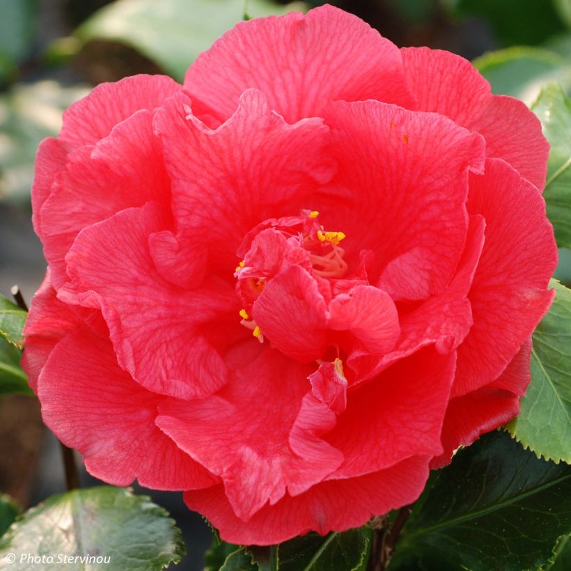 Camelia Holly Bright - Camellia japonica (Floraison)