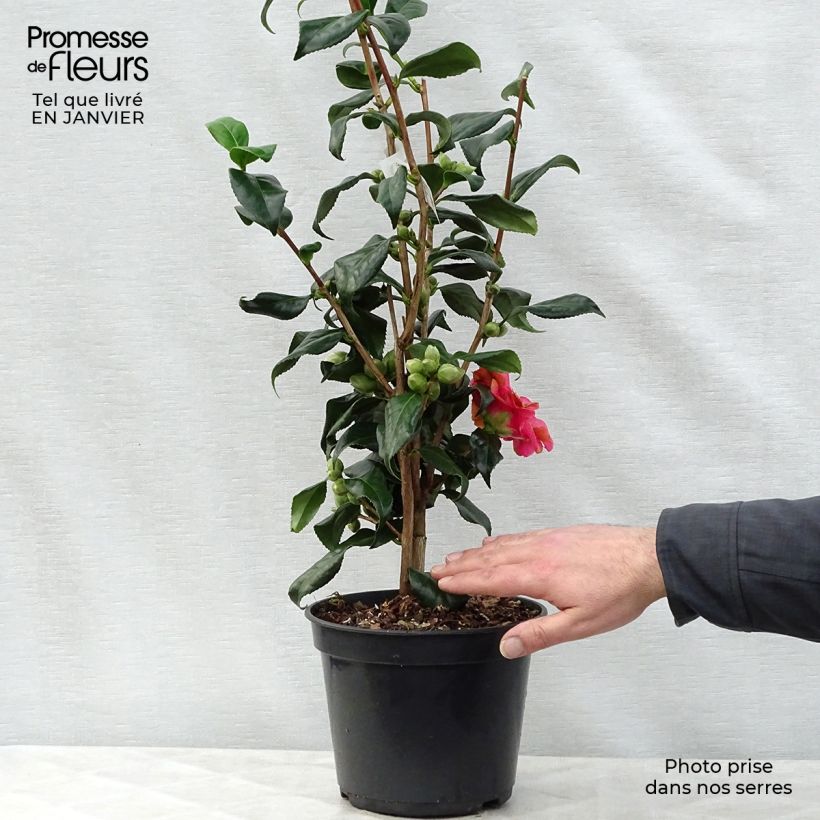 Spécimen de Camélia Lady Vansittart - Camellia japonica Pot de 4L/5L tel que livré en hiver