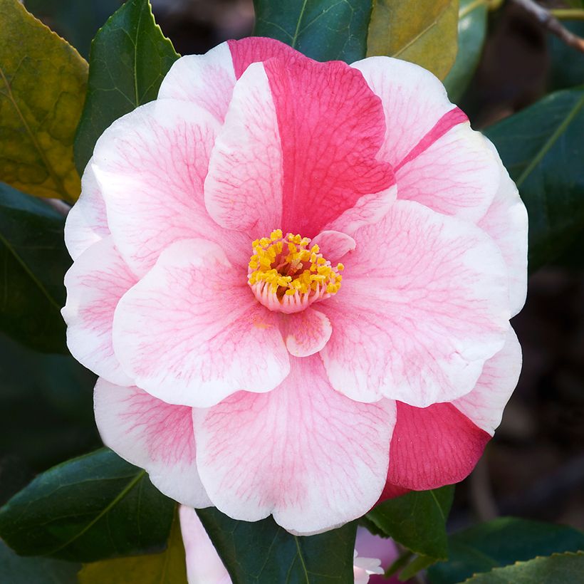 Camélia Lady Vansittart - Camellia japonica (Floraison)