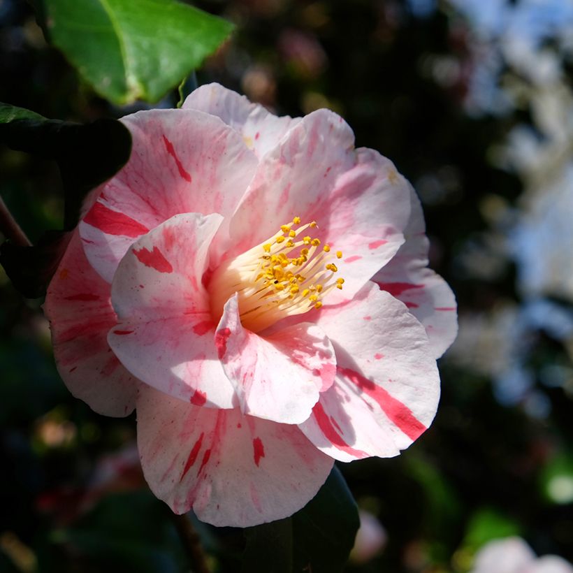 Camélia Lavinia Maggi - Camellia japonica (Floraison)