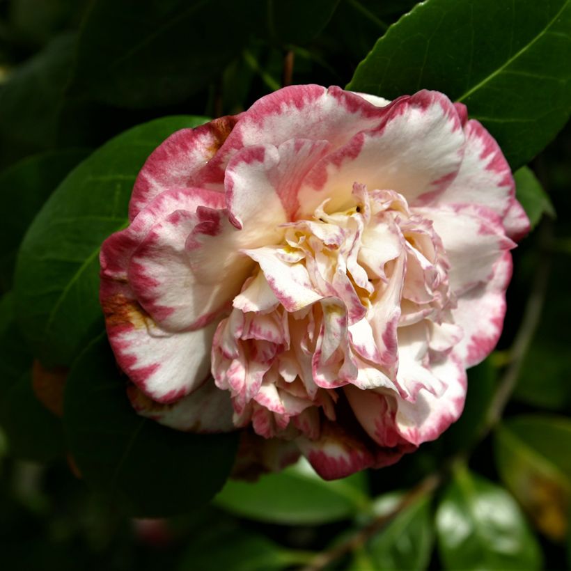 Camélia Margaret Davis - Camellia japonica (Floraison)