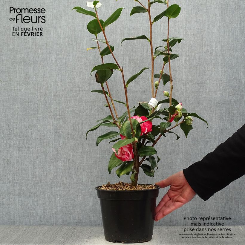 Spécimen de Camélia Midnight Variegated - Camellia japonica Pot de 4L/5L tel que livré en hiver