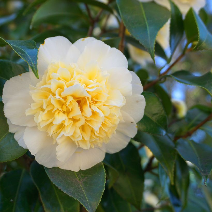 Camélia Nobilissima - Camellia japonica  (Floraison)