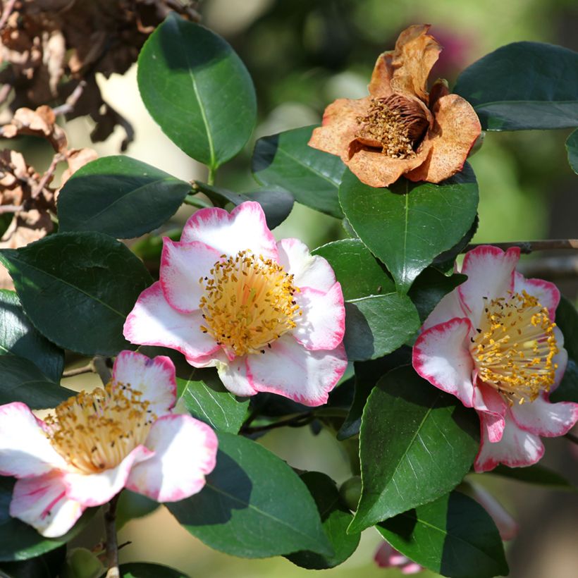 Camélia Okan - Camellia japonica de Higo (Floraison)