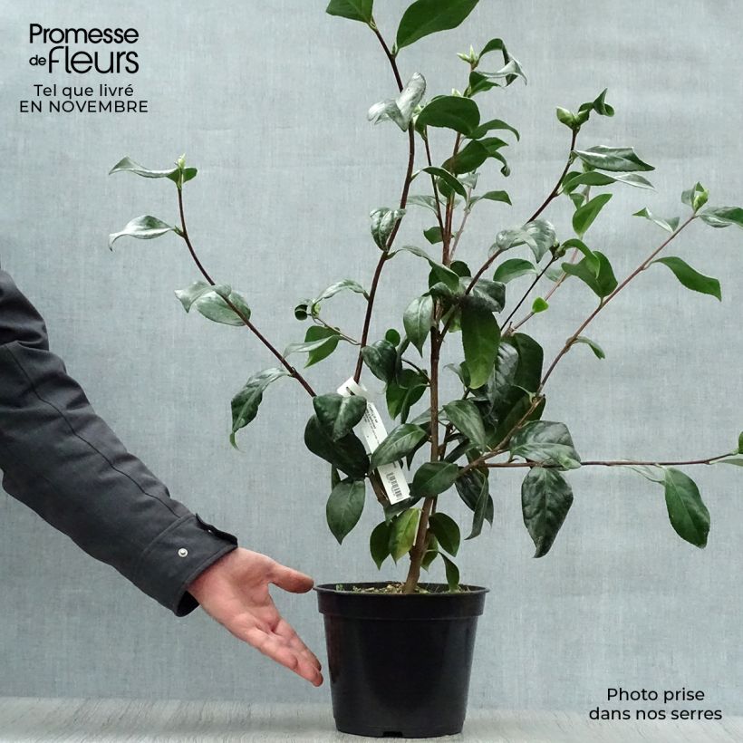 Spécimen de Camélia Paddy's Perfumed - Camellia japonica Pot de 4L/5L tel que livré en automne