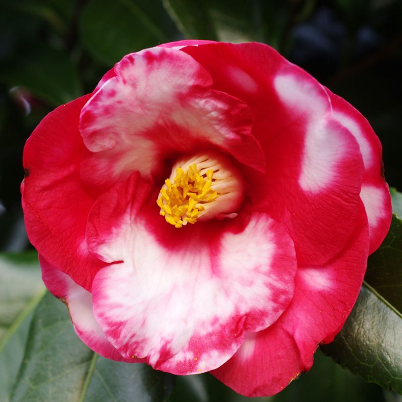 Camélia Robert Lasson - Camellia japonica (Floraison)