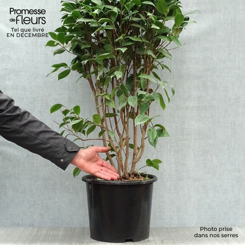 Spécimen de Camélia Traverso - Camellia japonica  Pot de 12L/15L tel que livré en hiver