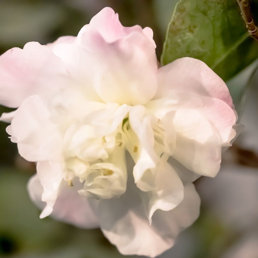 Camélia champêtre - Camellia Cinnamon Cindy (Floraison)