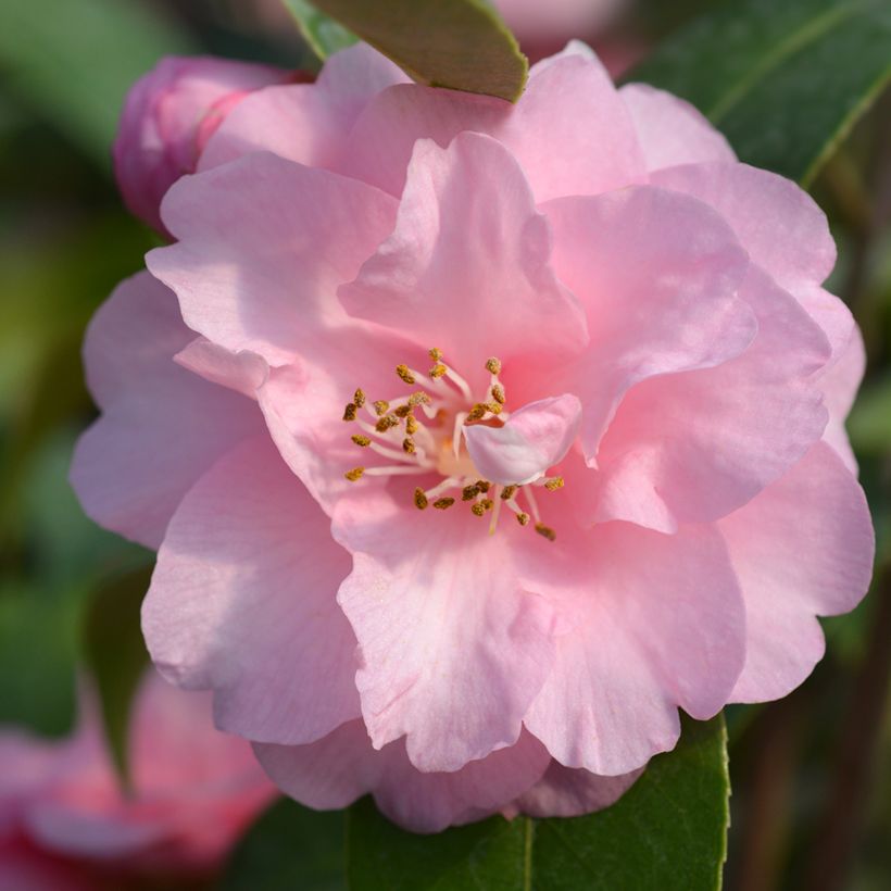 Camélia champêtre - Camellia Spring Festival (Floraison)