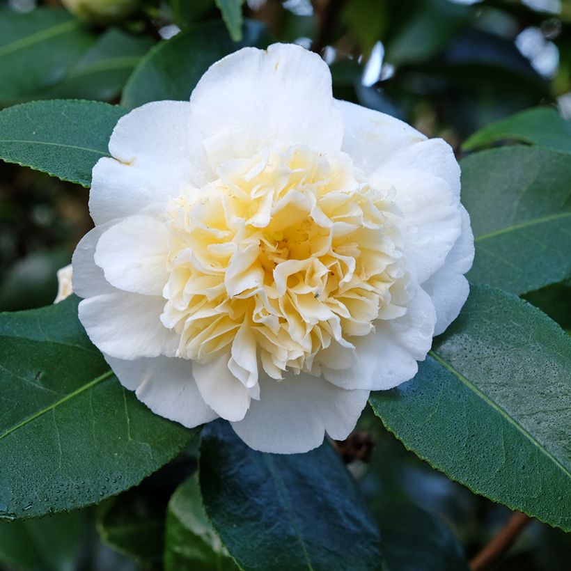 Camélia classique - Camellia Jurys Yellow (Floraison)