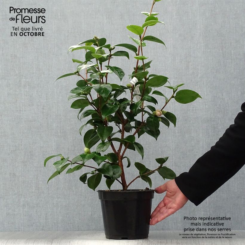 Spécimen de Camélia classique - Camellia Tom Pouce Pot de 4L/5L tel que livré en automne