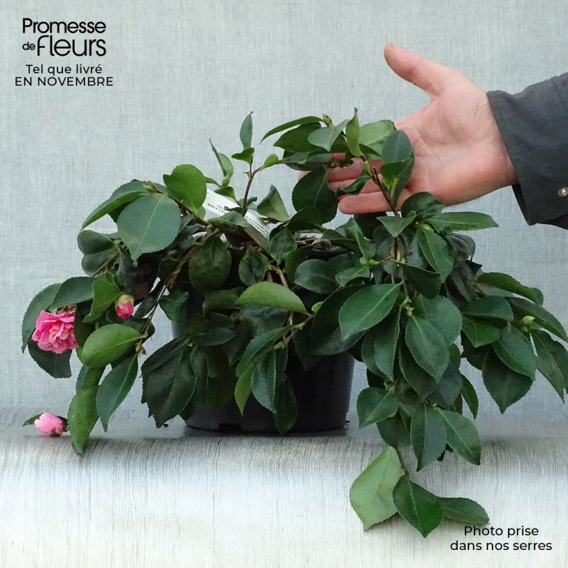 Spécimen de Camélia d'automne - Camellia sasanqua Waterfall Pink en pot de 4/5L tel que livré en automne