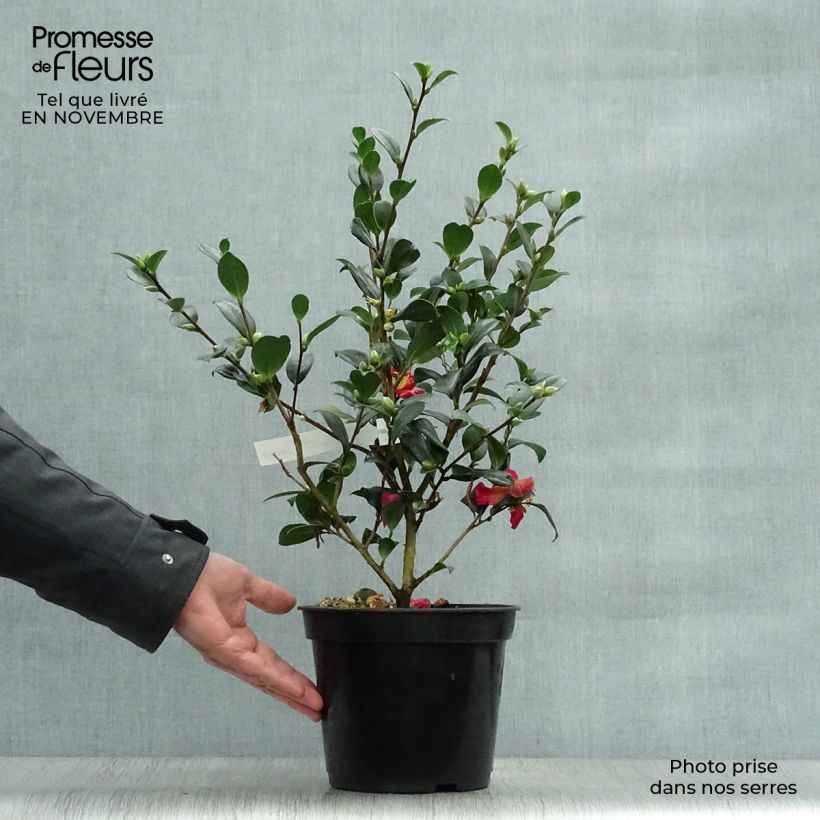 Spécimen de Camélia d'automne - Camellia sasanqua Yuletide Pot de 4L/5L tel que livré en automne